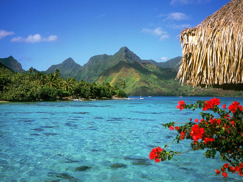 flowers, island and landscape