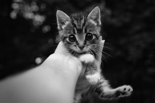 black and white, cat, cute, kitten, kitty - image #134245 on Favim.com