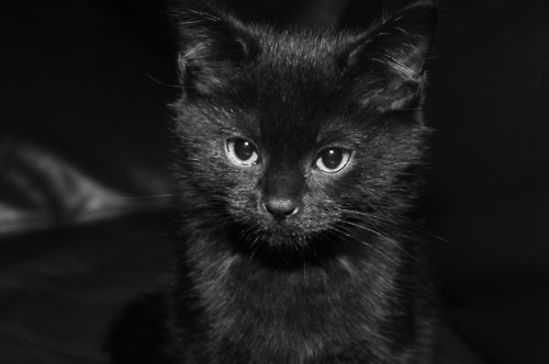 black cat, cat and cute