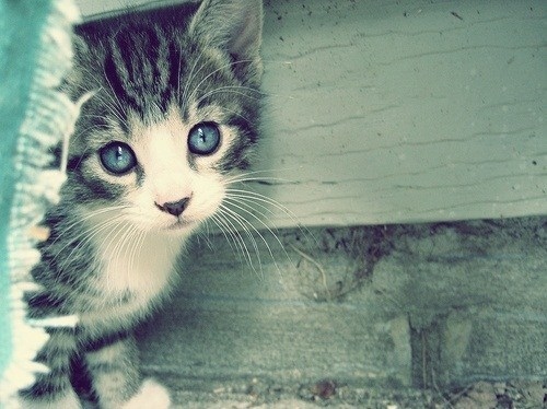 cat, cute and eyes