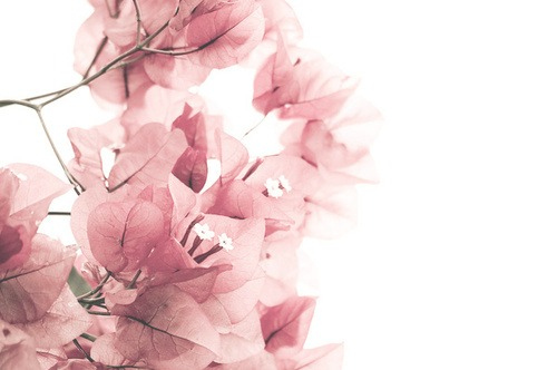 cherry blossoms, cor de rosa and floral