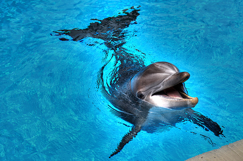 a dolphin is not a fish!, adorable and animal