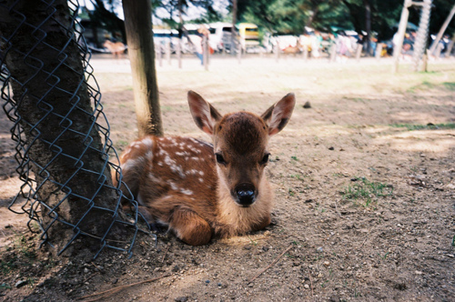 bambi, cute and dear