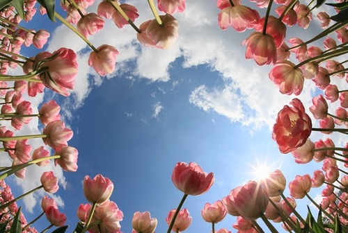 beautiful, clouds and flower
