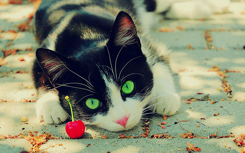 cat,  cats and  cherries