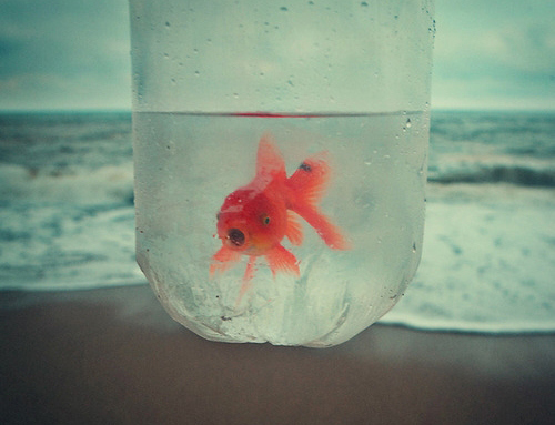animal, beach and goldfish
