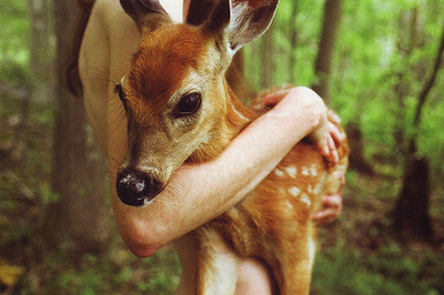 animal, cute, deer, forest, nature