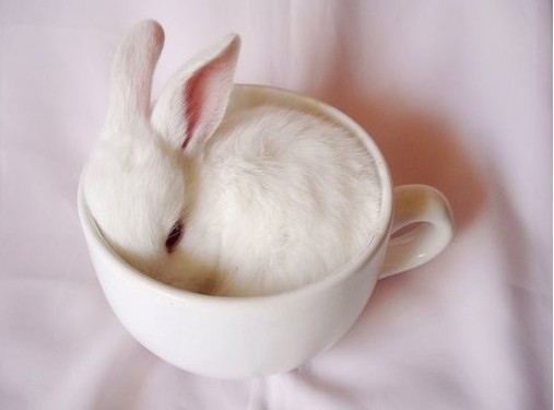 baby, bunny and cup