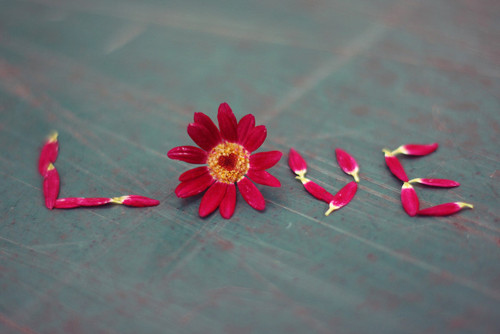 cute, flower and heart