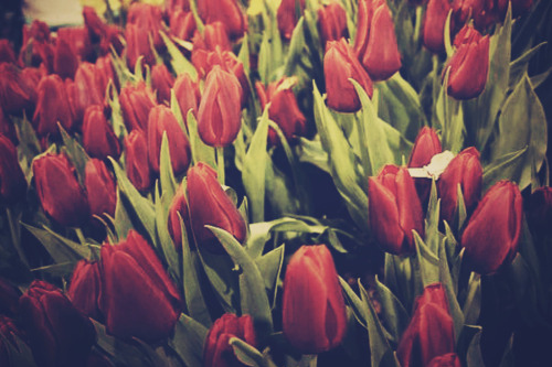 flowers, photography and tulip