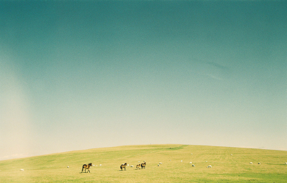 field, horses and landscape