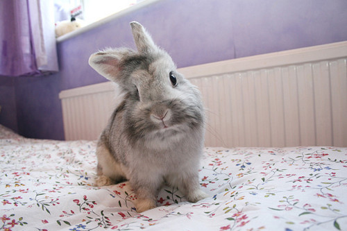 animal, cute and cute rabbit