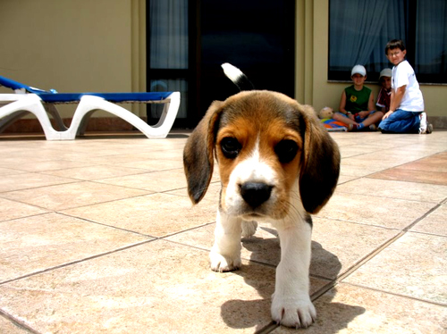 beagle, beagles and dog