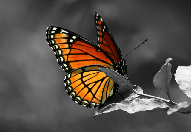 beautiful, borboleta and butterfly