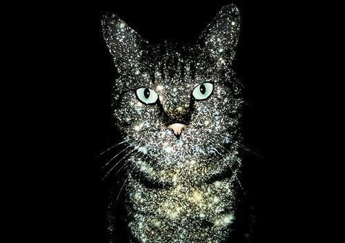 cat, glitter and photography