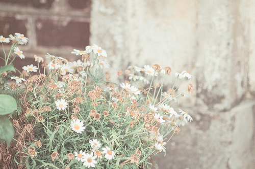 daisies, flowers, pastel, pretty, vintage