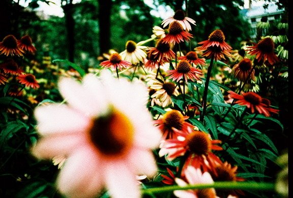 flowers, lomography and photography