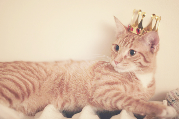 adorable, cat and crown