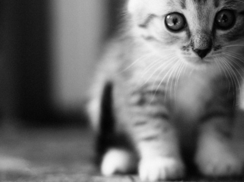 adorable, cat, cute, eyes, focus