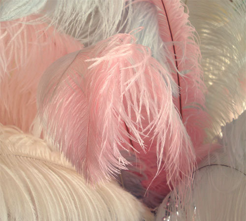 adorable, cute, fashion, feathers, fur