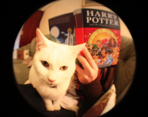 alaska, book and cat