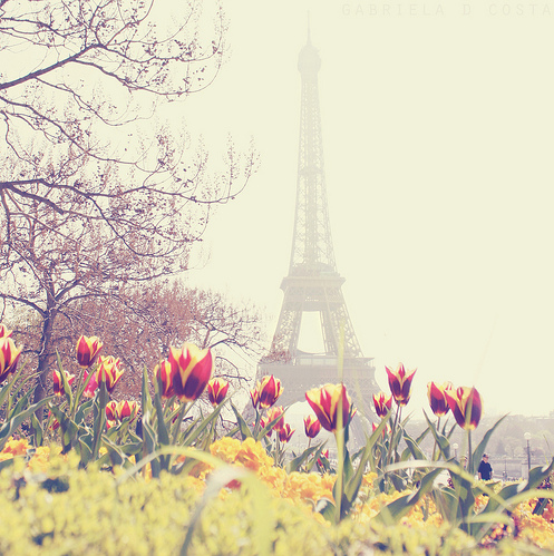 beautiful, eiffel tower and flowers