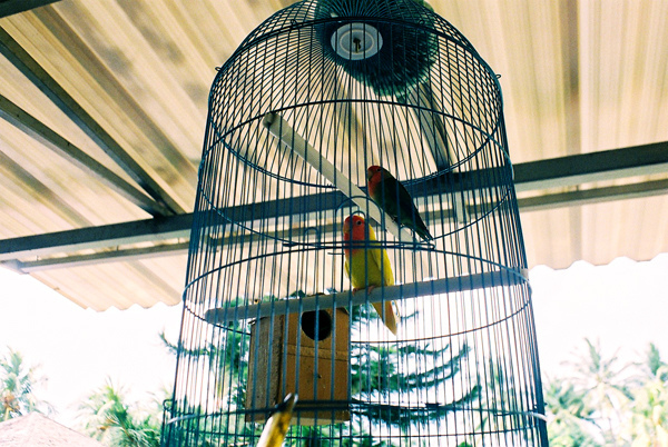 birds and cage