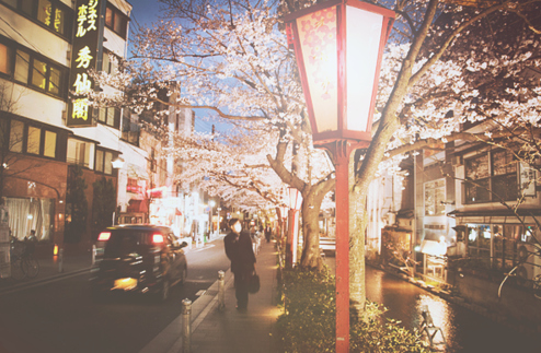 busy, cars, cherry blossoms, city, floral