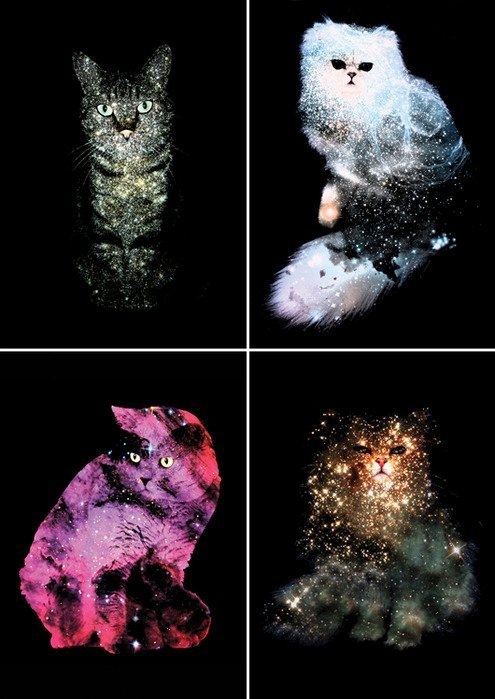 cat, cats and galaxy