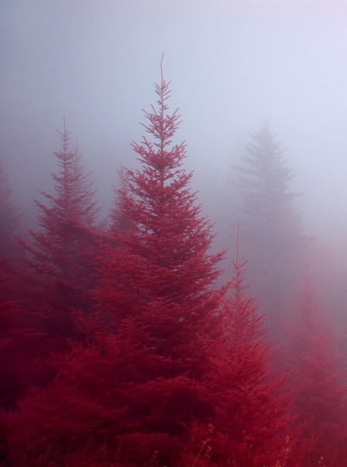 crimson, mist and pink
