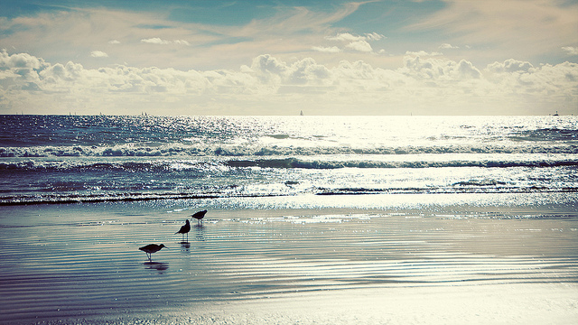 birds, ocean and sand