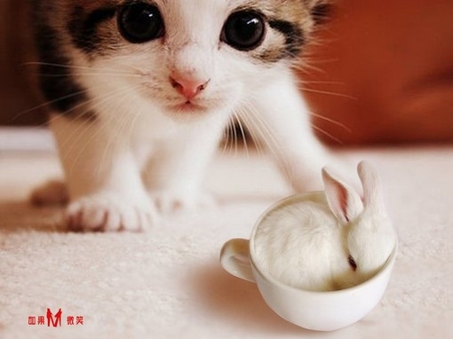 animals, cat and cute