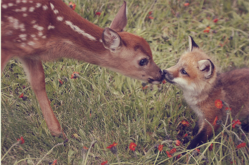 cute, deer, flowers, fox, fur