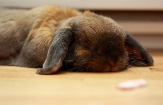 adorable, bunny and cute overload
