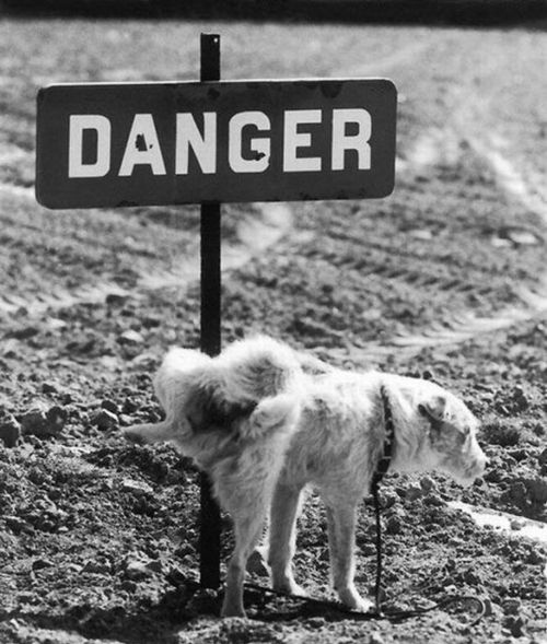 black and white, danger and dog