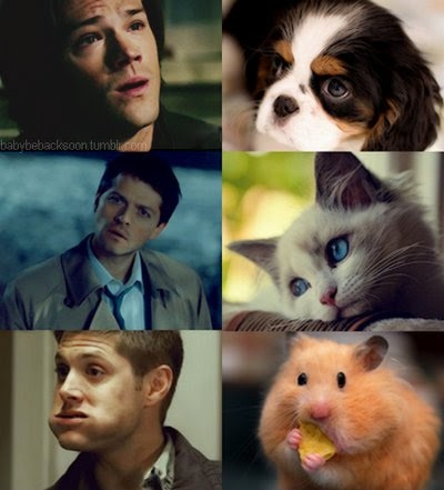 brothers, castiel and cat