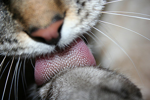 cat,  cute and  lick