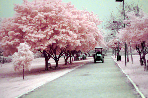 nature, pink and street