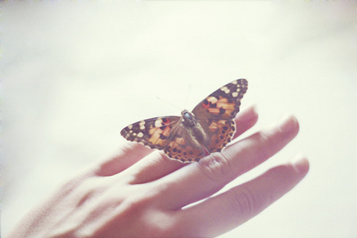 adorable, beautiful and butterfly