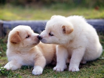 animals,  cute and  kiss