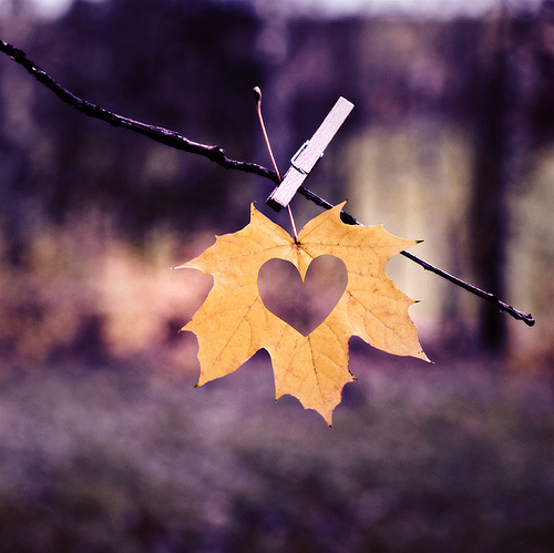 autumm, heart and leaf