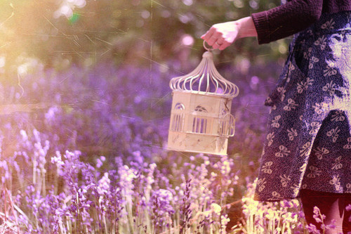 birdcage, bluebells and bokeh