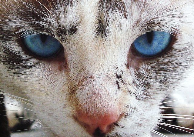 blue, cat and eyes