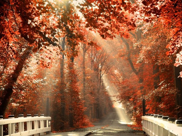 adoreable, autumn and bridge