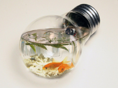 amazing,  cool and  fish bowl