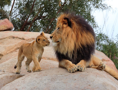 animal,  cub and  lion