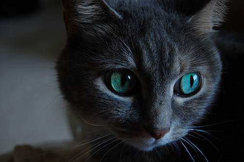 cat, cute and eyes