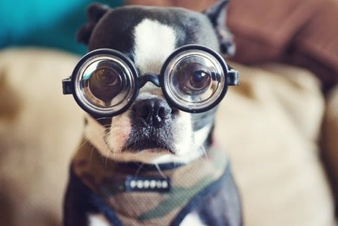 dog, geek and glasses