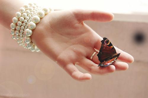 amor, butterflies and butterfly