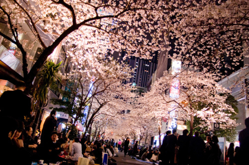 beautiful, cherry blossom and date